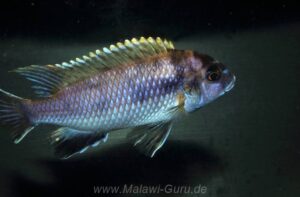 Pseudotropheus livingstonii Arten